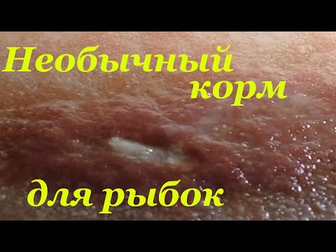 Видео: Кормление рыбок Аулофорус корм для рыб Гранулы на ужин