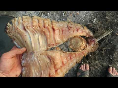 Видео: Рыбинское водохранилище, река Себла