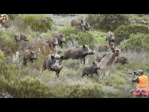 Видео: НЕВЕРОЯТНО! Сокрушительная мощь тяжёлого оружия — захватывающая охота с идеальными выстрелами