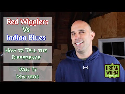 Видео: Красные вигглеры против индийских синих: как отличить