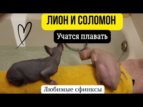 Видео: Сфинксы купаются в ванне
