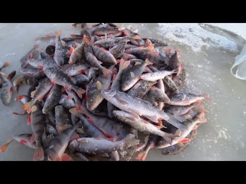Видео: Клевали как бешенные.Рыбалка на удочку, в маленькой речке.