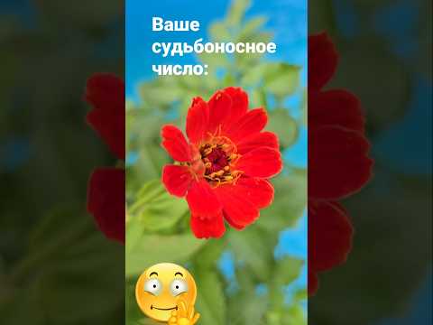 Видео: Ваше судьбоносное число / 7428 Знаки Зодиака Гороскоп Астрология Эзотерика