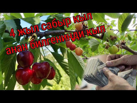 Видео: АКЧАЛУУ ИШ 100 мин акча кетти ушул бакка