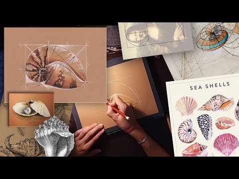 Видео: "Золотое сечение": рисуем морские ракушки!