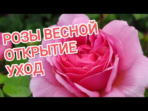 Видео: РОЗЫ ВЕСНОЙ. ОТКРЫТИЕ. УХОД ДО РАСПУСКАНИЯ ПОЧЕК.