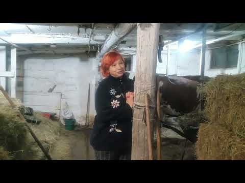 Видео: Новости на хозяйстве