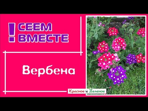 Видео: Посев ВЕРБЕНЫ  на рассаду для начинающих. Все тонкости и нюансы.