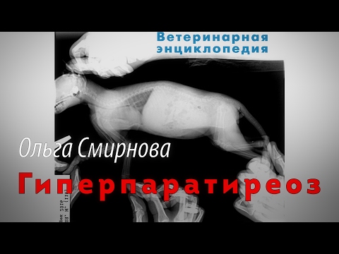 Видео: Гиперпаратиреоз, первичный и вторичный