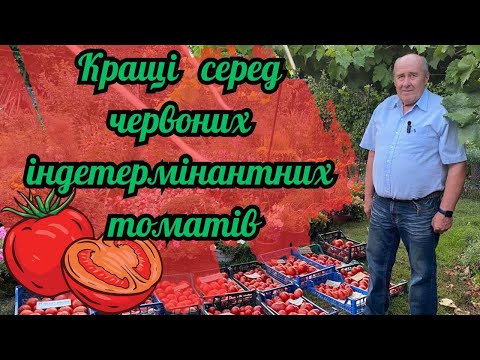 Видео: Кращі серед червоних індетермінатних томатів!