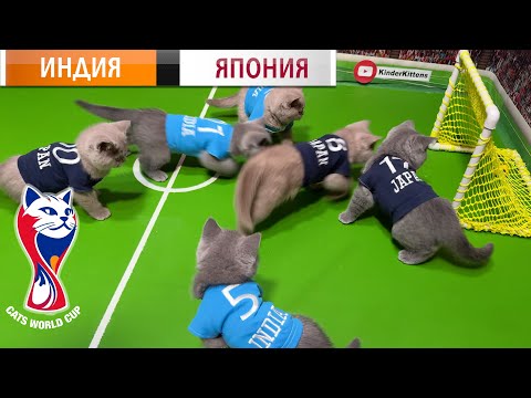 Видео: 33 КОТЁНКА - МЯУ-БИТВА ВЕКА! 🐾 ИНДИЯ VS ЯПОНИЯ — ФУТБОЛ КУБОК МИРА СРЕДИ КОТОВ 2025!
