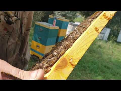 Видео: Как держит Бакфаст гнездо после подсолнуха в 10 рамочном дадане на 16 августа.