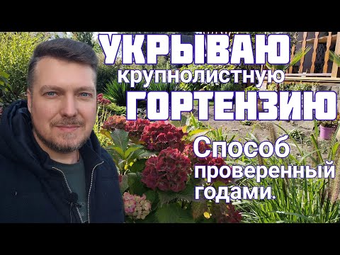 Видео: УКРЫВАЮ так ГОРТЕНЗИЮ много лет 👍 всегда ОТЛИЧНЫЙ результат.