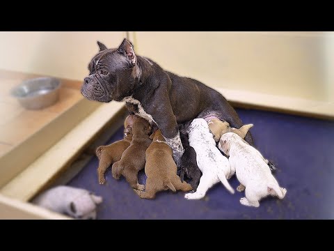 Видео: Голодные щенки накинулись на мать! 48 часов без молока.