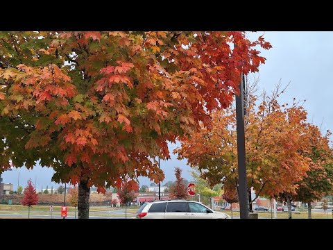Видео: Новый график на работе, Мне нравится,но Онлайн Уроки по Английскому придётся Переносить + подработка
