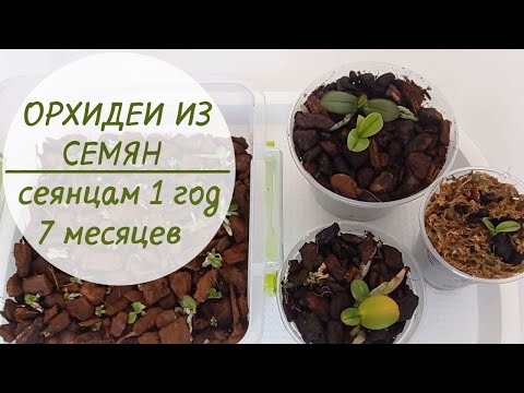 Видео: ПОСЕВ СЕМЯН ОРХИДЕЙ!🌱 Результат посева 1 год 7 месяцев.