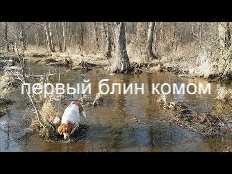 Видео: (28)Бретонский эпаньоль. Кратко  от детства до охоты.