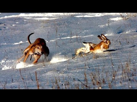 Видео: ОХОТА НА ЗАЙЦА И ЛИСУ С ГОНЧИМИ. ОХОТА 2024 ТРУДОВОЙ ЗАЯЦ! ТАКОГО МЫ ЕЩЕ НЕ ВСТРЕЧАЛИ #охота