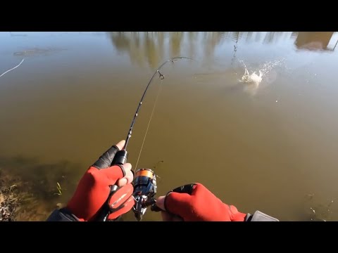 Видео: Ловля ФОРЕЛИ на РЕЗИНУ, работала ОДНА МОДЕЛЬ! Рыбалка на ПЛАТНОМ водоёме в МАЕ!