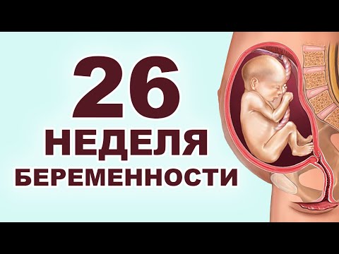 Видео: Что происходит с мамой и ребенком на 26 неделе беременности? 6 месяц беременности. Второй триместр.