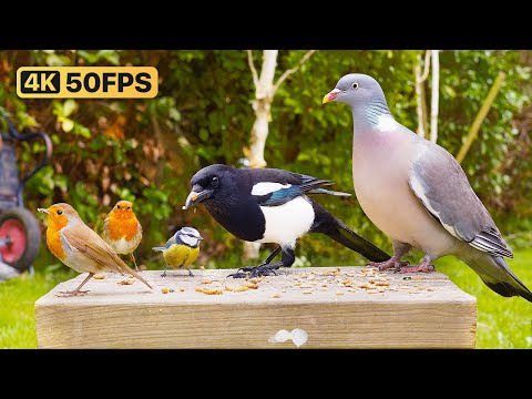 Видео: Кино Для кошек и собак 😸 Птицы и белки в саду 🕊🐿 птички для кошек