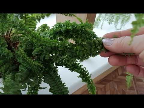 Видео: Нефролеписы Dassada, Rooseveltii, Hillii