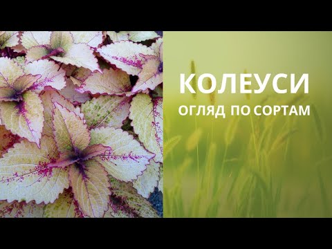 Видео: КОЛЕУСИ 2023. Огляд по сортам.