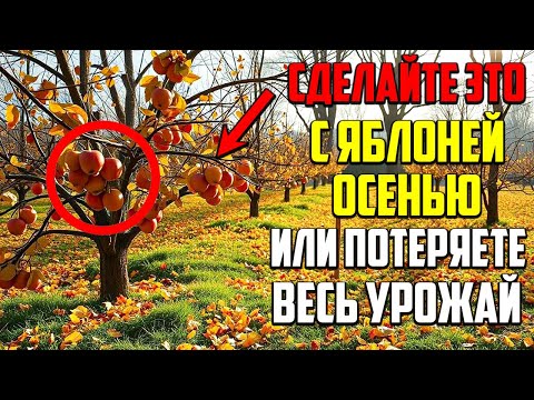 Видео: Сделайте ЭТО С Яблоней Осенью, И Урожай Вас Потрясет!