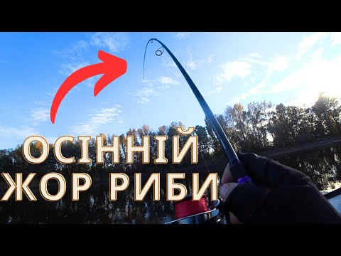 Видео: Закинув на ЯМУ і почалось! Спінінг в дугу! Риба за РИБОЮ клювала з ями! Осінній ЖОР!