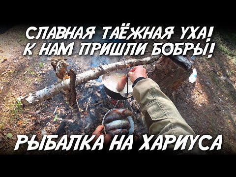 Видео: Славная таежная уха / К нам пришли бобры / Рыбалка на хариуса