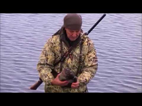 Видео: Как достать утку с воды