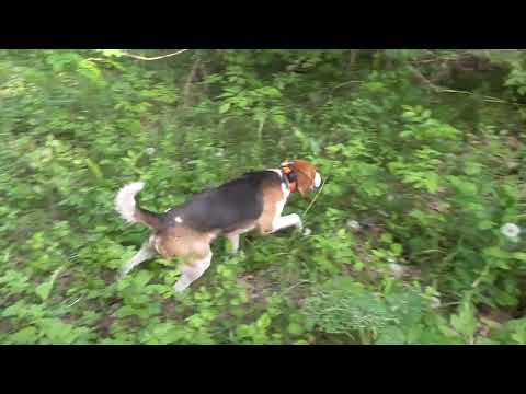 Видео: нагонка щенка эстонской гончей