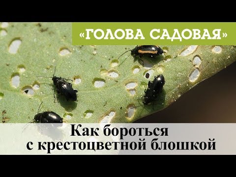 Видео: Голова садовая - Как бороться с крестоцветной блошкой