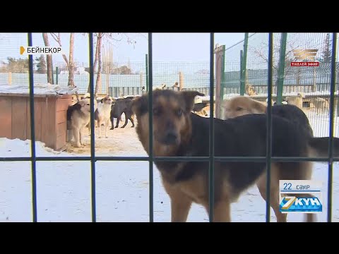 Видео: Хамзаны қапқан ит: қаңғыбас иттерге қатысты заң қайта қаралмақ