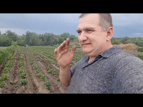 Видео: Подгортал картошку картофелесажалкой.#deaf #глухие.