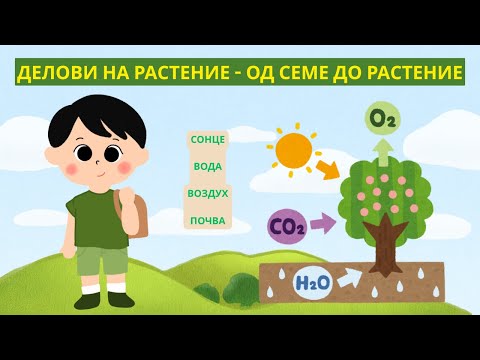 Видео: 🎥 ДЕЛОВИ НА РАСТЕНИЕ – ОД СЕМЕ ДО РАСТЕНИЕ
