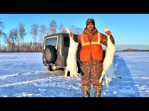 Видео: Удачная охота на зайца | Охота на беляка в снежную бурю