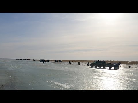 Видео: Рыбаков много, А РЫБЫ ЕЩЕ БОЛЬШЕ!!! Огромные караси выходят из лунок!