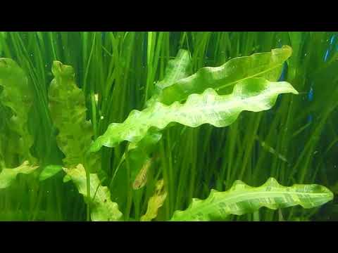 Видео: Очень нудное видео.