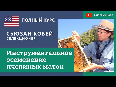 Видео: Инструментальное осеменение пчелиных маток со Сьюзан Кобей. Новый ПОЛНЫЙ видеокурс (США)
