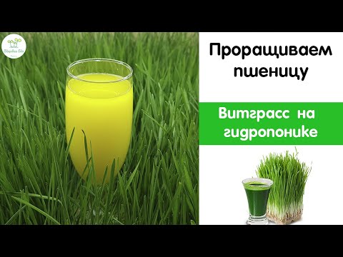 Видео: Проращиваем пшеницу на витграсс, на гидропонике с автополивом