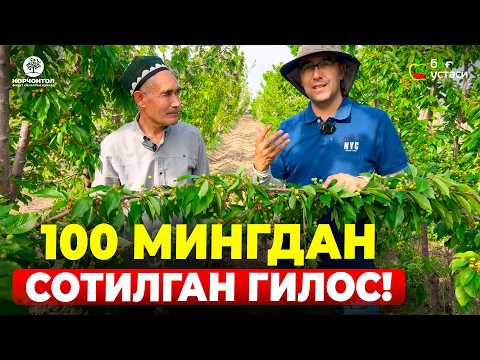 Видео: ЭРТАКИ ГИЛОСЛАРНИ ЙИРИКЛАШТИРИШ СИРЛАРИ! | ШУҲРАТ АБРОРОВ #royaltioga #gilos #uzb #shuhratabrorov