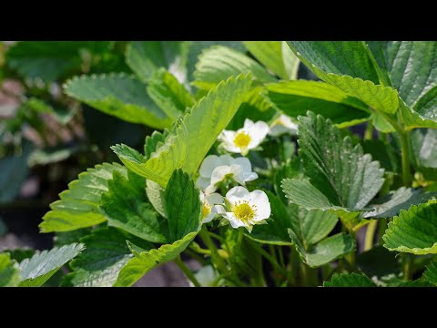 Видео: Полуниця Мальвіна початок-середина червня на Поліссі