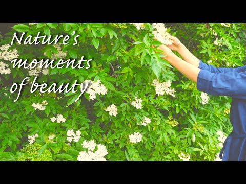 Видео: Шотландия Медленный жизнь влог | Сбор цветов и рецепт сиропа|Волшебный закат|Шум волн & Морской бриз