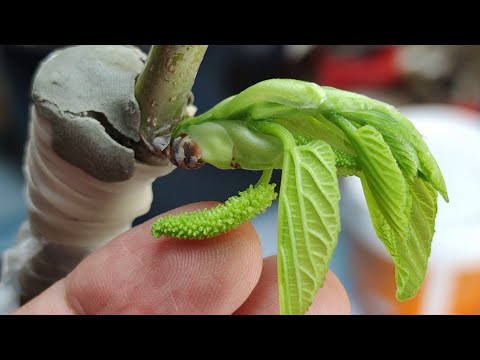Видео: Прививка шелковицы двух разных сортов на одном корне // Grafting a tree