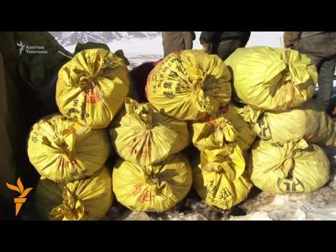 Видео: Солтон-Сарынын солго кеткен алтыны