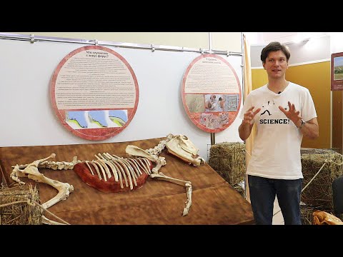 Видео: Лошадь. Equus. Hippos