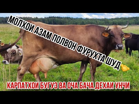 Видео: Фурухта шуд🤝 Карпат бугуз ва оча бача Азамчон деҳаи Унчи 10 октября 2025 г.