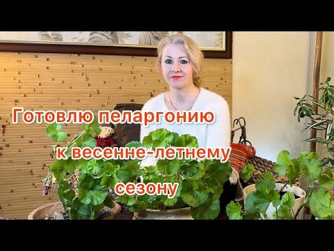 Видео: Готовлю пеларгонии к сезону