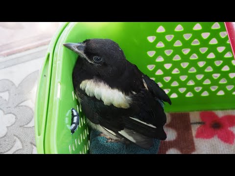 Видео: Как накормить птенца сороки или галки